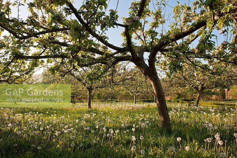 Verger de pommiers sous-planté de fleurs sauvages - Pissenlits, primevères, Camassia à la cuisine fortifiée du Collège West Dean