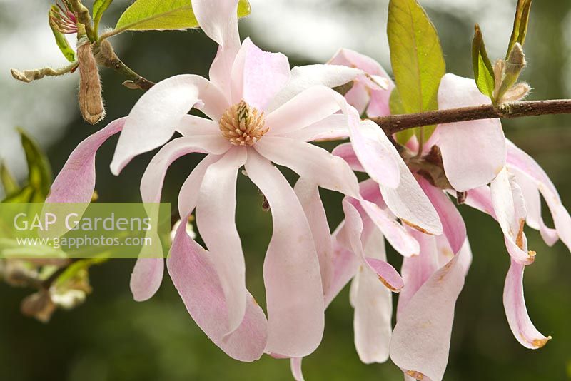 Magnolia stellata 'Rosea' - Magnolia étoilé.