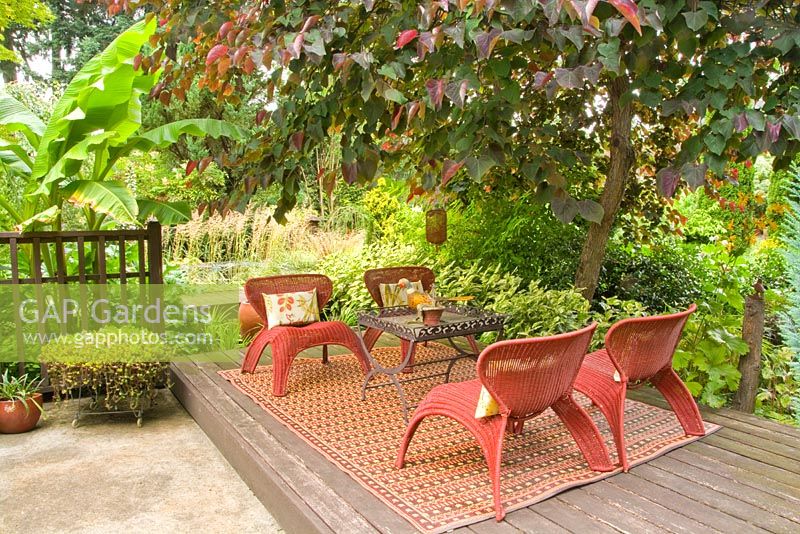 Chaises de style fusion asiatique sur terrasse en bois avec Cercis canadensis 'Forest Pansy' - Eastern Redbud, Musa basjoo - Japanese Banana.