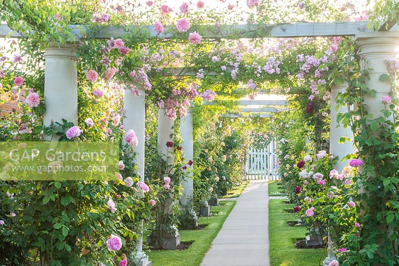 Pergola couverte de roses. Le jardin de la Renaissance, David Austin Roses, Albrighton, Staffordshire.