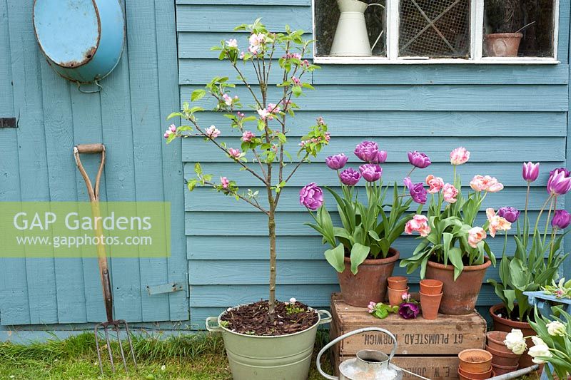 Mini pommier et tulipes en pots à l'extérieur de l'abri de jardin bleu