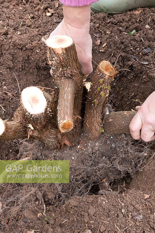 Planter une souche de bruyère mature - Erica arborea qui a été taillée en dur pour être repositionnée dans une autre zone du jardin Étape 2 après avoir creusé un trou de plantation positionnez les racines de la souche juste en dessous du niveau du sol existant