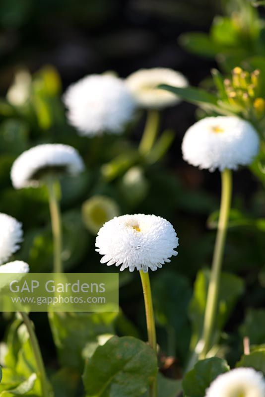 Bellis perennis 'Medicis blanc' (série Medicis)