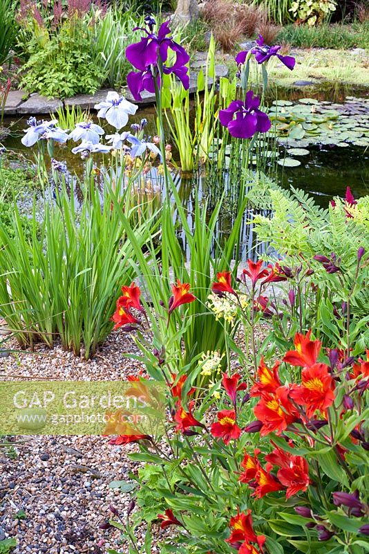 Zone de l'étang avec Iris ensata 'Garnet Royalty', Alstroemeria 'Red Beauty', Iris ensata 'Pin Stripe'
