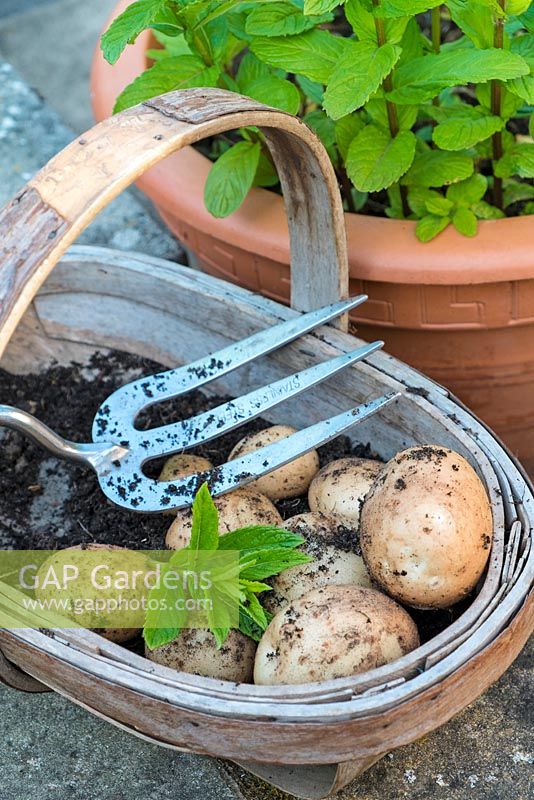 Pommes de terre primeur fraîchement creusées 'Rocket' dans un trug en bois à côté d'un pot en terre cuite de menthe du jardin.