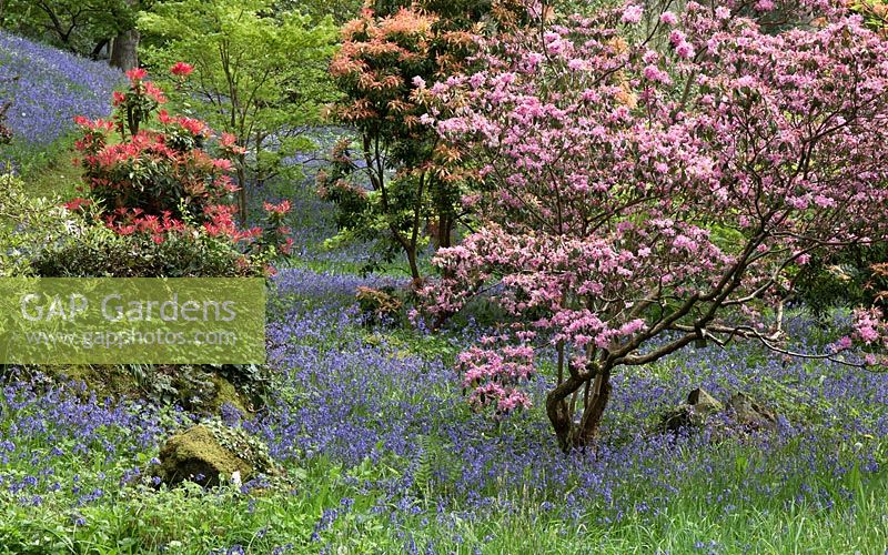 Jardin boisé avec des spécimens d'arbres, Rhododendron et Azalées en dell avec des bandes de jacinthes et de fleurs sauvages - Maenan Hall, Snowdonia, au nord du Pays de Galles