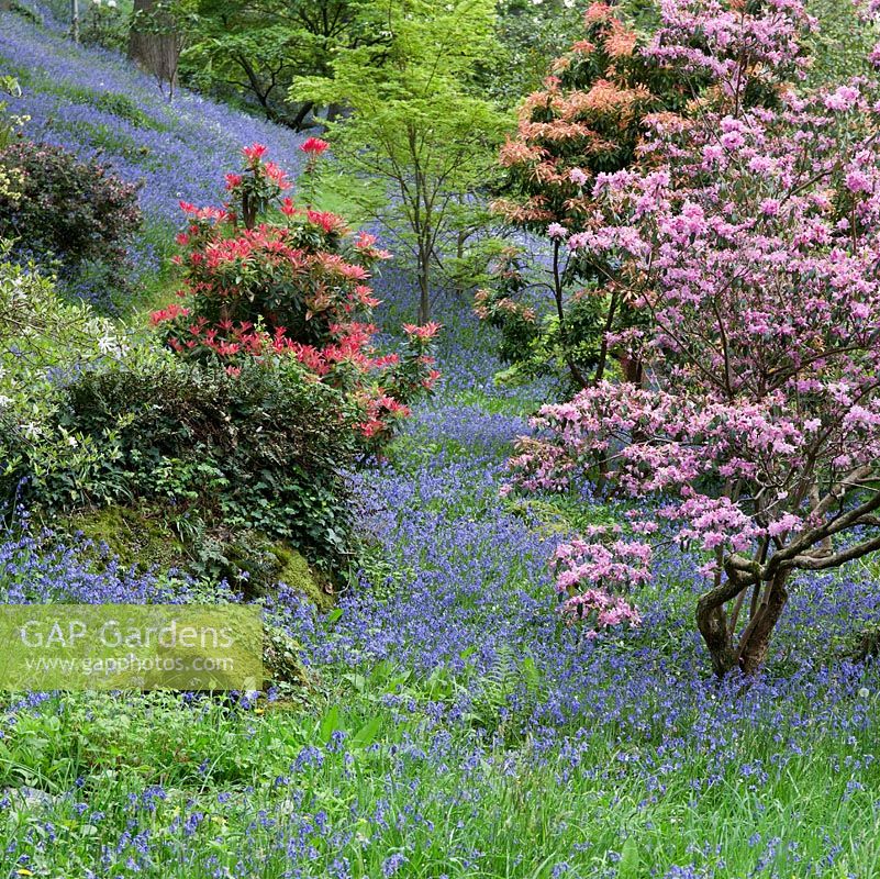 Jardin boisé avec spécimens d'arbres, Rhododendrons, Azalées, Magnolias et Pieris en dell avec des chemins d'herbe coupant à travers des bandes de jacinthes et de fleurs sauvages - Maenan Hall, Snowdonia, au nord du Pays de Galles