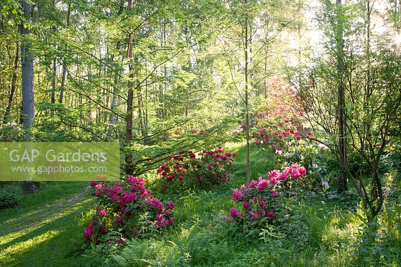 Rhododendron Peter Koster et Rhododendron General D Eisenhower au printemps Woodland Grove. Ramster Garden, Surrey