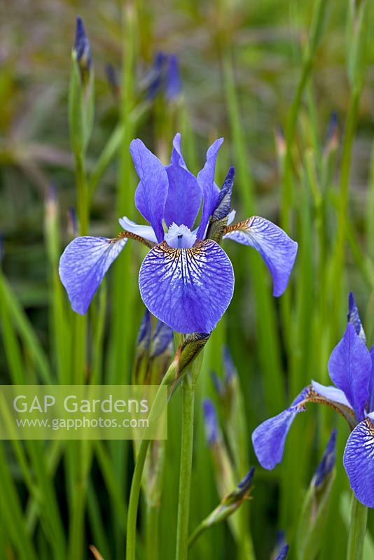 Iris sibirica 'Papillion'
