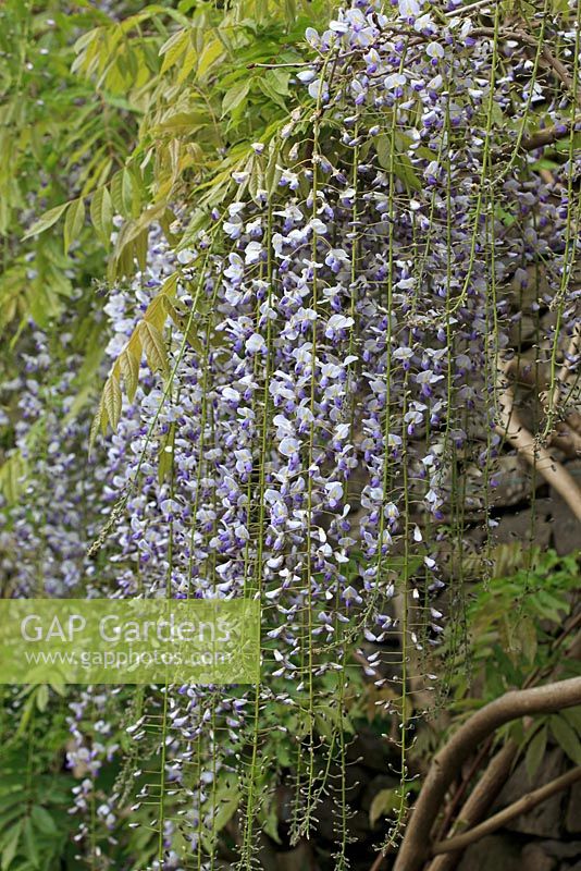 Glycine Floribunda 'Multijuga'