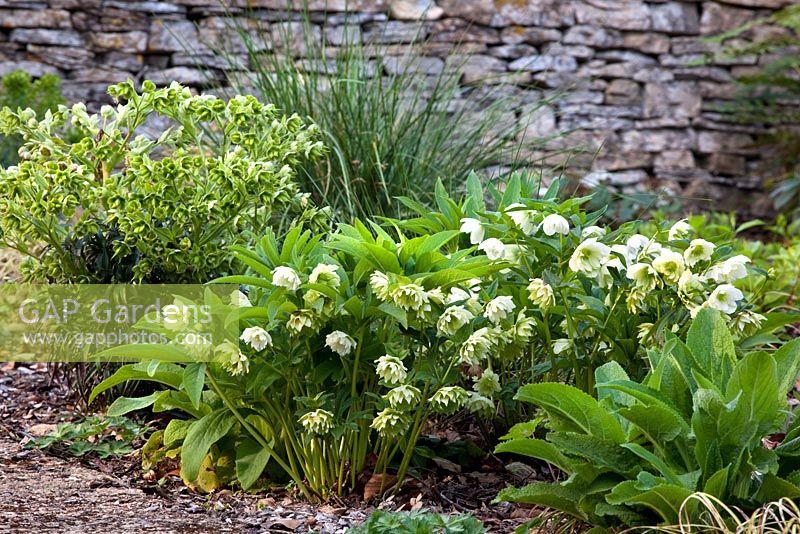 Helleborus orientalis - double étape / jardin d'hiver - Cotswold Farmhouse