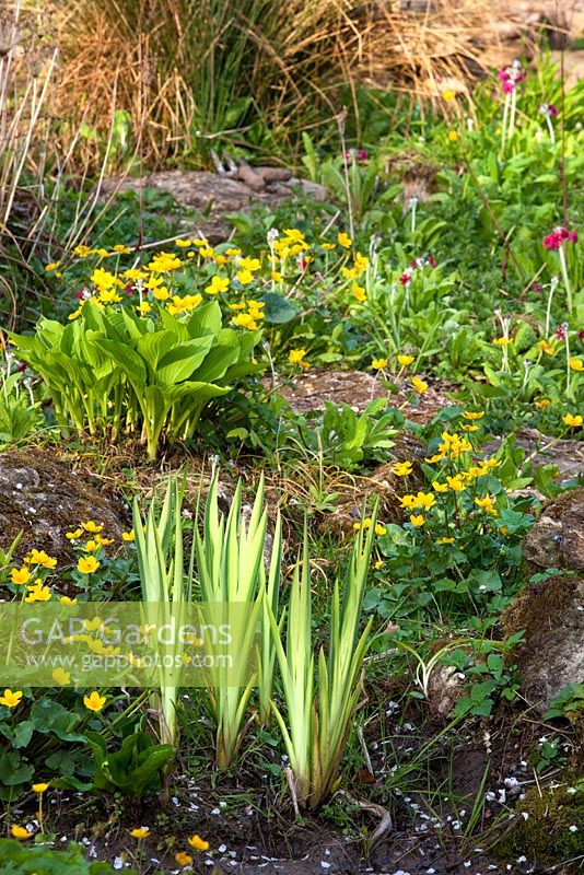 Feuilles panachées d'Iris parmi Caltha palustris - Kingcup, Marsh Marigold - Cotswold Farmhouse