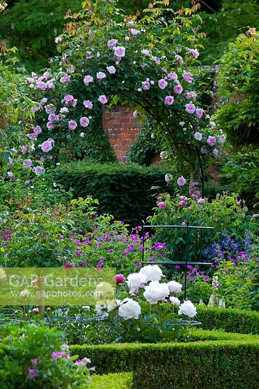 Jardin anglais floral avec des roses roses formés sur une arche et double pivoine blanche 'Festiva Maxima' au premier plan - Seend, Wiltshire