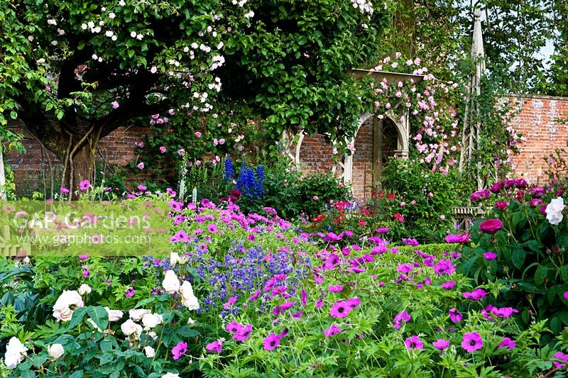 Geranium psilostemon, polemonium, roses et pivoines dans un parterre de fleurs hautement floral dans un jardin clos. Un siège de tonnelle rose en arrière-plan soutient Rosa Constance Spry. Seend, Wiltshire