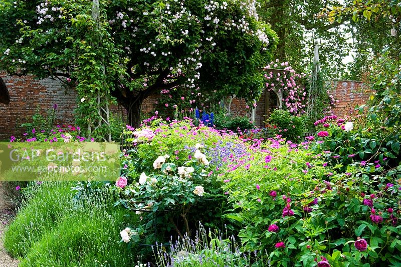 Coin de jardin clos classique anglais floral et coloré avec double roses roses et lavande sous le vieux pommier couvert dans un style rose décousu - Seend, Wiltshire