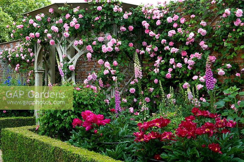 Jardin clos avec parterre de fleurs aux bords plantés de pivoines et de Digitalis pourpre profond - Seend, Wiltshire