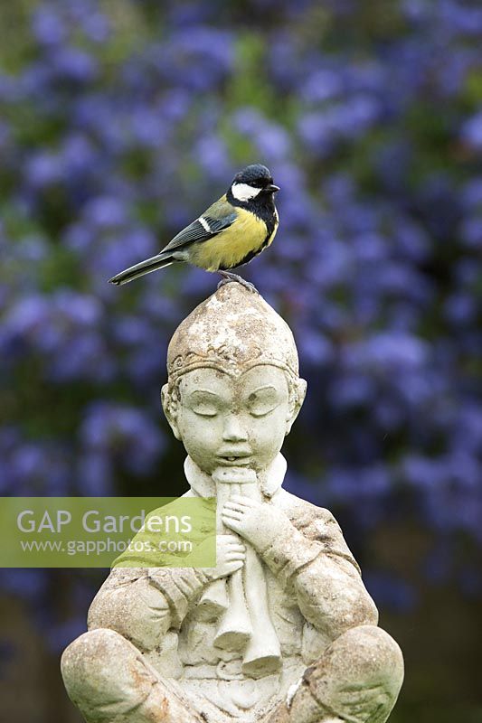 Parus major - Mésange charbonnière sur une statue de jardin Pan