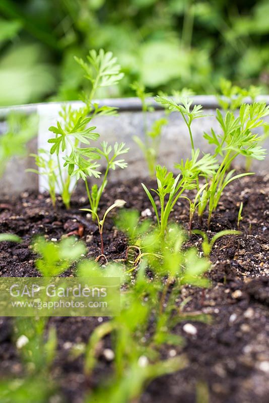 Développement de plants de carotte 'Royal Chantenay'