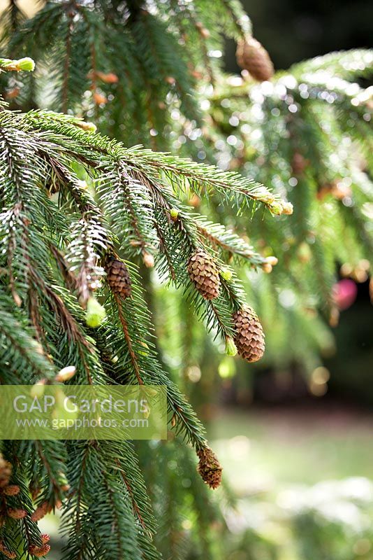 Picea ables 'Acrocona' nr 1371 planté en 1965.