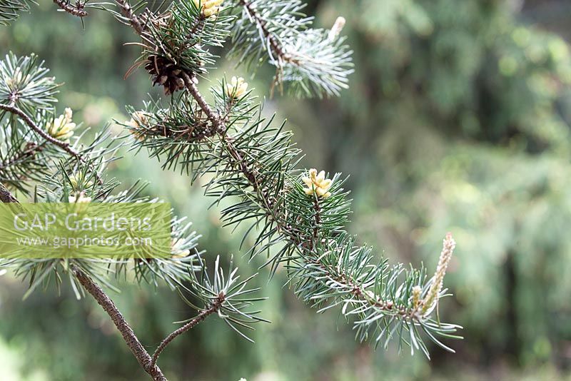 Pinus banksiana - n ° 1254 planté en avril 1961.