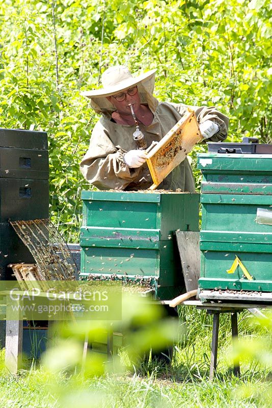 Apiculteur, entièrement habillé, avec un apiculteur à la recherche de la reine des abeilles dans le cadre de miel retiré de la ruche.