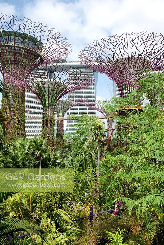 Le Supertree Grove, les passerelles aériennes et l'hôtel Marina Bay Sands, Gardens by the Bay, Singapour