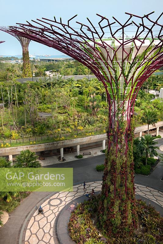 Le Supertree Grove et les passerelles aériennes, Gardens by the Bay, Singapour