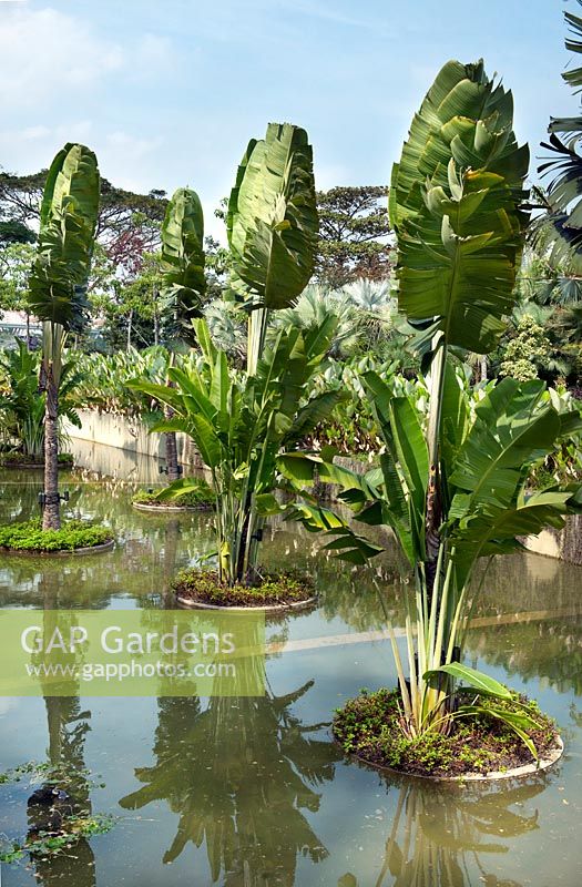Bananiers dans un grand étang, Gardens by the Bay, Singapour