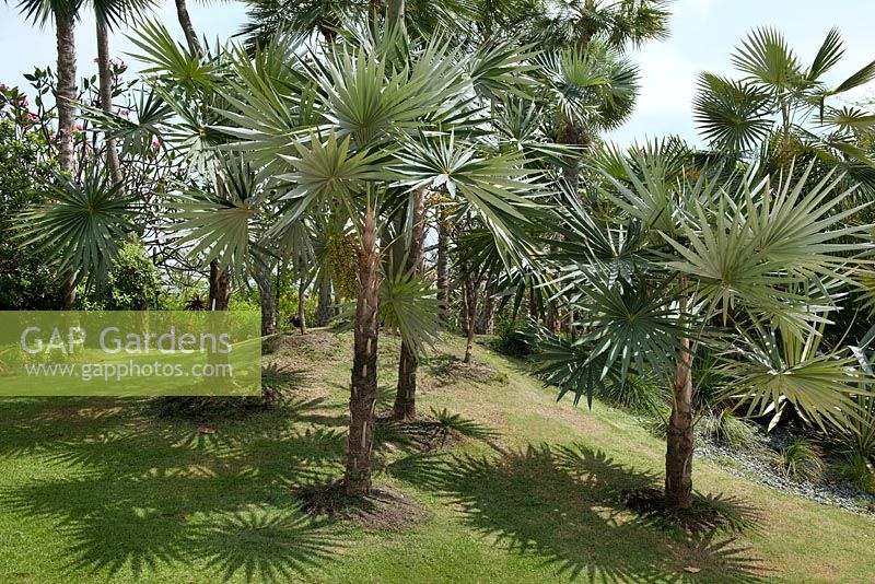 Palmiers dans le monde des palmiers, jardins de la baie, Singapour