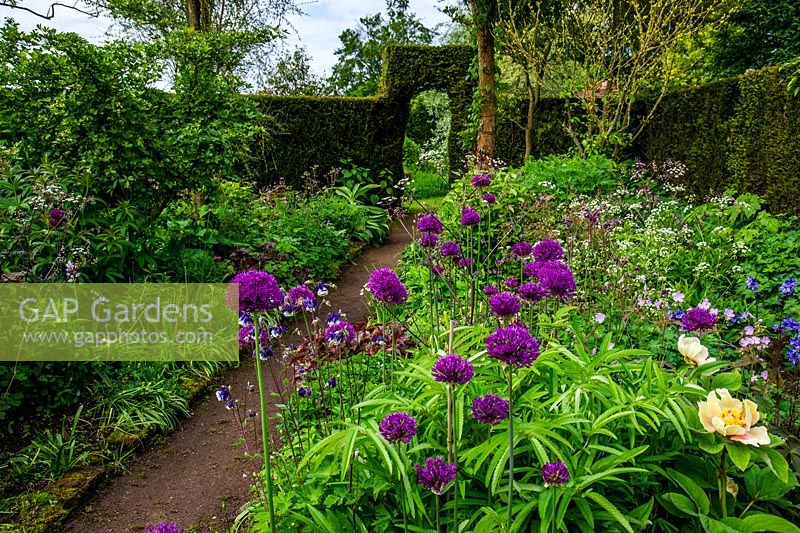 Allium en parterres de fleurs et haie formelle, Stone House Cottage Garden and Nusery, nr Kidderminster, Worcestershire.