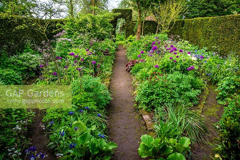 Allium en parterres de fleurs et haie formelle, Stone House Cottage Garden and Nusery, nr Kidderminster, Worcestershire.