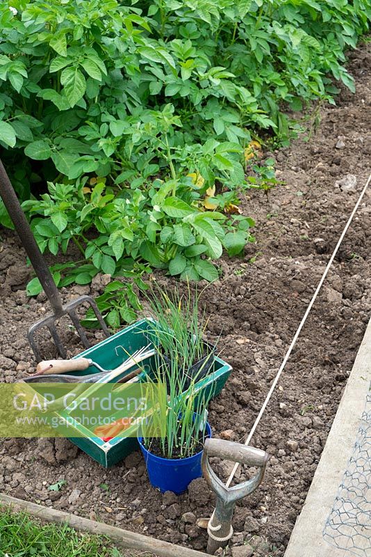 Plantation de poireaux, 'Musselburgh', dans la zone libérée par les premières cultures de pommes de terre. Juin.