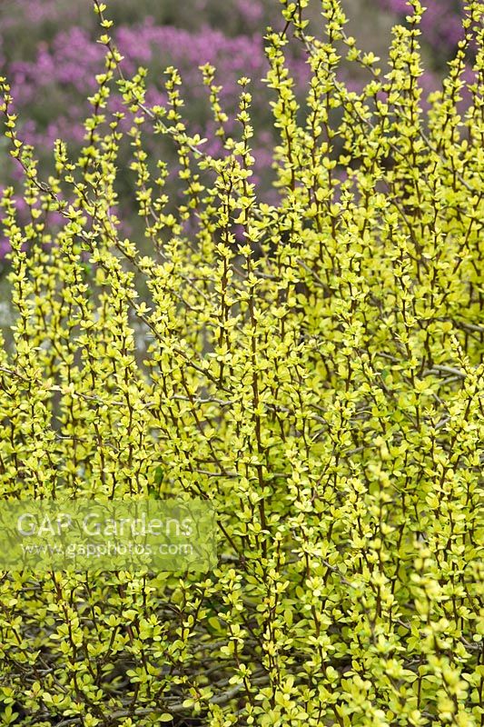 Berberis thunbergii 'Pow-Wow '. Sir Harold Hillier Gardens, Ampfield, Romsey, Hants, Royaume-Uni