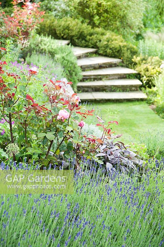 Des terrasses sinueuses incurvées relient le niveau de la maison à la pelouse en contrebas, avec des allées herbeuses et des parterres de roses, de lavande et de romarin. Forest Lodge, Pen Selwood, Somerset, Royaume-Uni