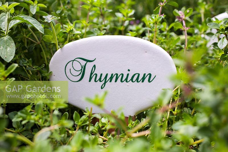 Étiquette de plante allemande pour Thymus. Thymian