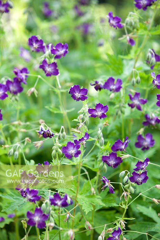 Geranium Phaeum 'Lily Lovell '. Mai. Fleurs violettes.