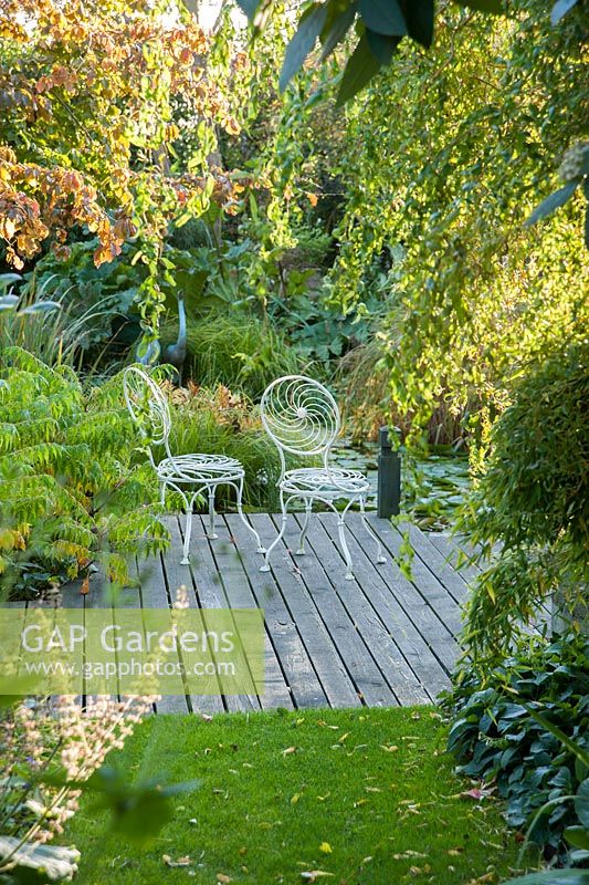 Des sièges en métal blanc sur une terrasse en bois à côté de l'étang avec le feuillage automnal de Parrotia persica attraper le soleil du soir au-dessus - Windy Ridge