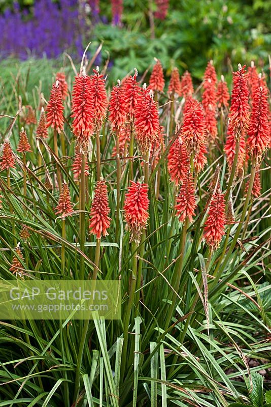 Kniphofia 'Semis rouge de Wol'