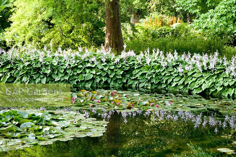Hosta fortunei 'Albopicta' et Nymphea à Longstock Park Water Gardens