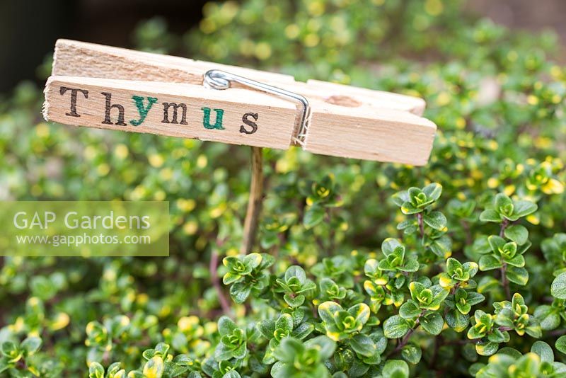 Thymus avec étiquette estampée