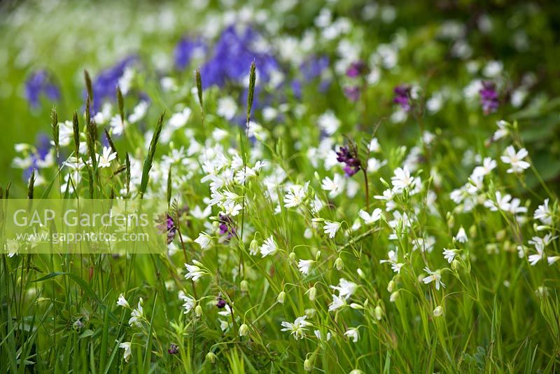Stitchwort, Bush Vetch, Sweet Vernal grass and bluebells - Stellaria holostea, Vicia sepium, Anthoxanthum odoratum et Hyacinthoides non-scripta