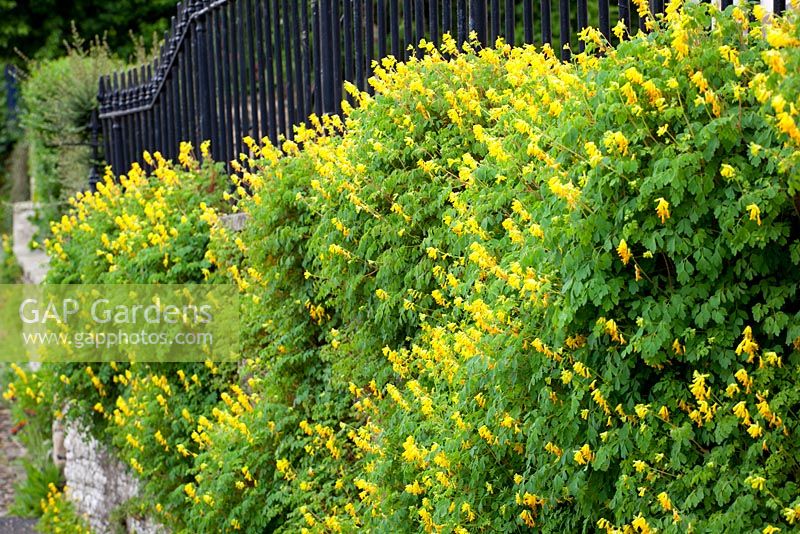 Corydale jaune poussant sur un mur dans le Yorkshire - Corydalis lutea syn. Pseudofumaria lutea