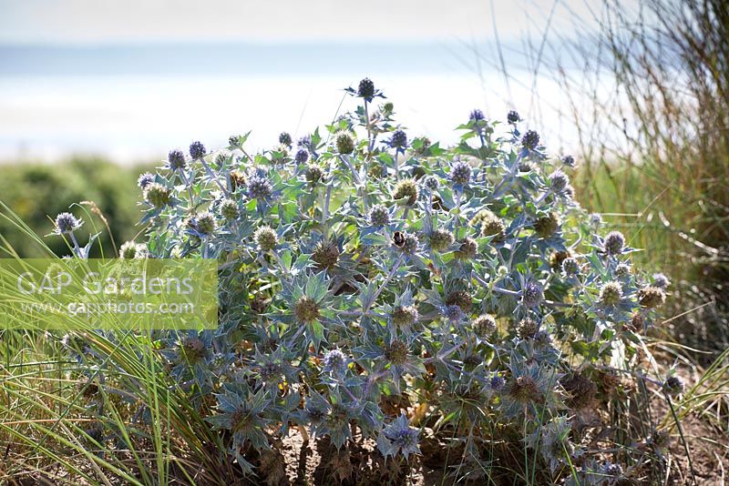 Holly de mer poussant à l'état sauvage dans les dunes de sable de Braunton Burrows, Devon. Eryngium maritimum