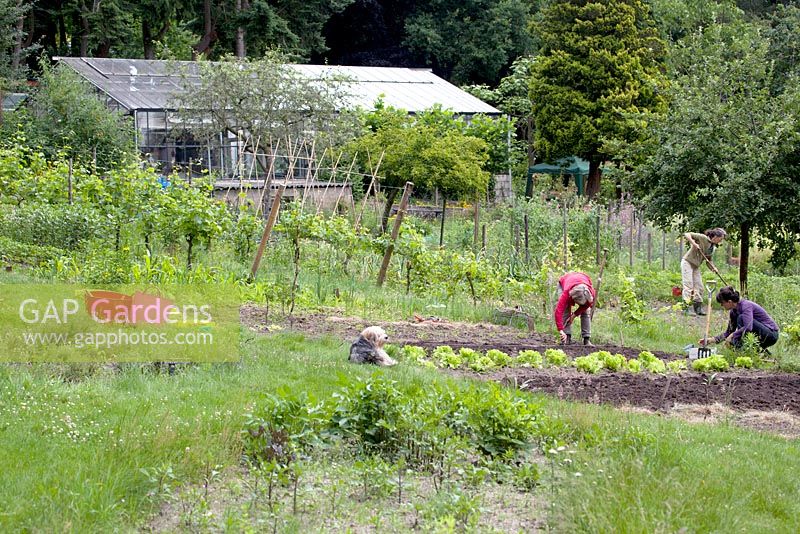 Serre. Des bénévoles jardinant sur le terrain de Kweekland à Arnhem, aux Pays-Bas.