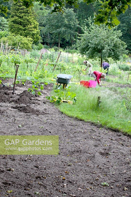 Des bénévoles jardinant sur le terrain de Kweekland, à Arnhem, aux Pays-Bas.