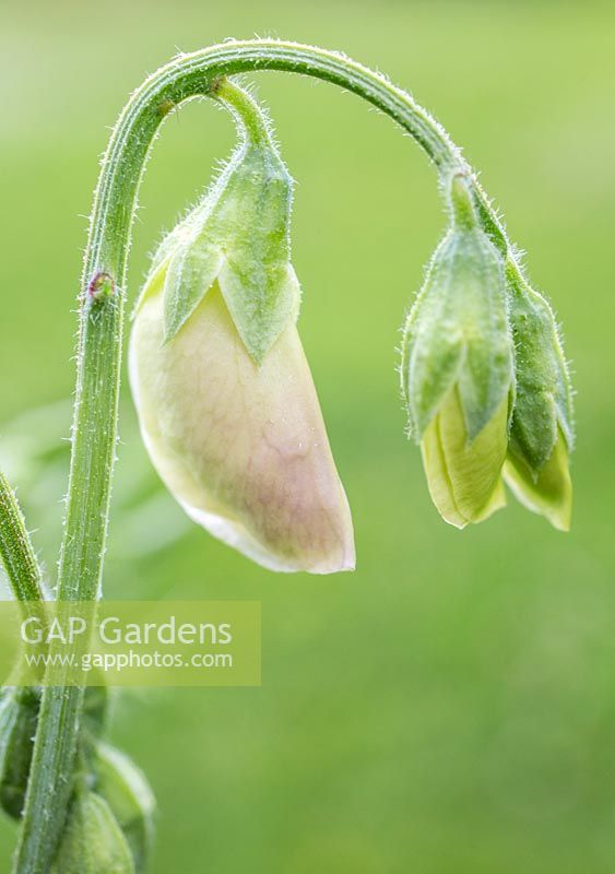 Fleur en développement de Sweet Pea 'Sugar Almonds'
