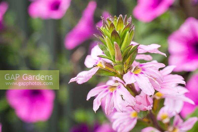 Aémula de Scaevola 'Topaz Pink'