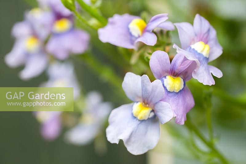 Nemesia 'Sky Blue' série Aromatica