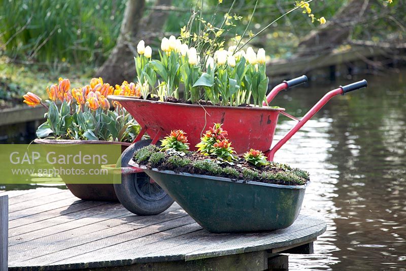 Brouettes recyclées utilisées comme bacs pour les fleurs comme les tulipes blanches et orange et les fritellaires situées sur une terrasse en bois de forme ronde.