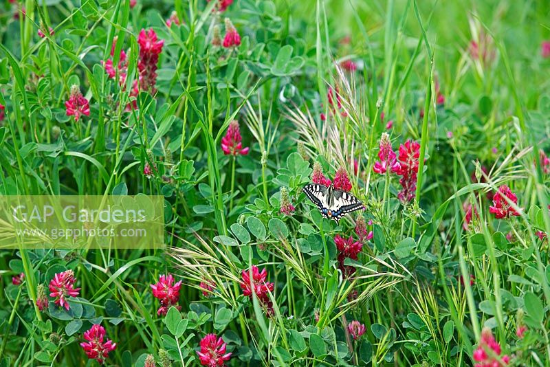 Papillon machaon tigre sur Sainfoin - Onobrychis viciifolia - Toscane, Italie